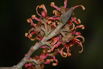 Hamamelis x intermedia - vilín prostřední - detail květenství - krátce hroznovité